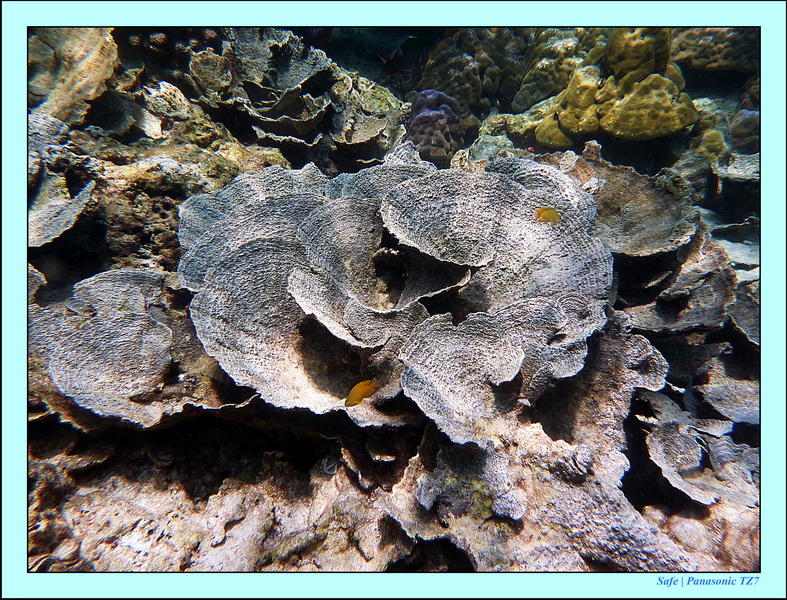2011 - 03 - Koh Rok 39